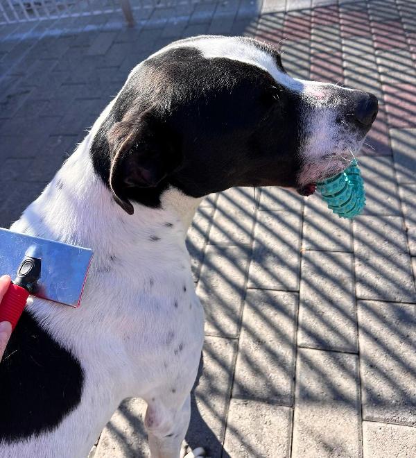 BLACK GENTILCANE Foto 6